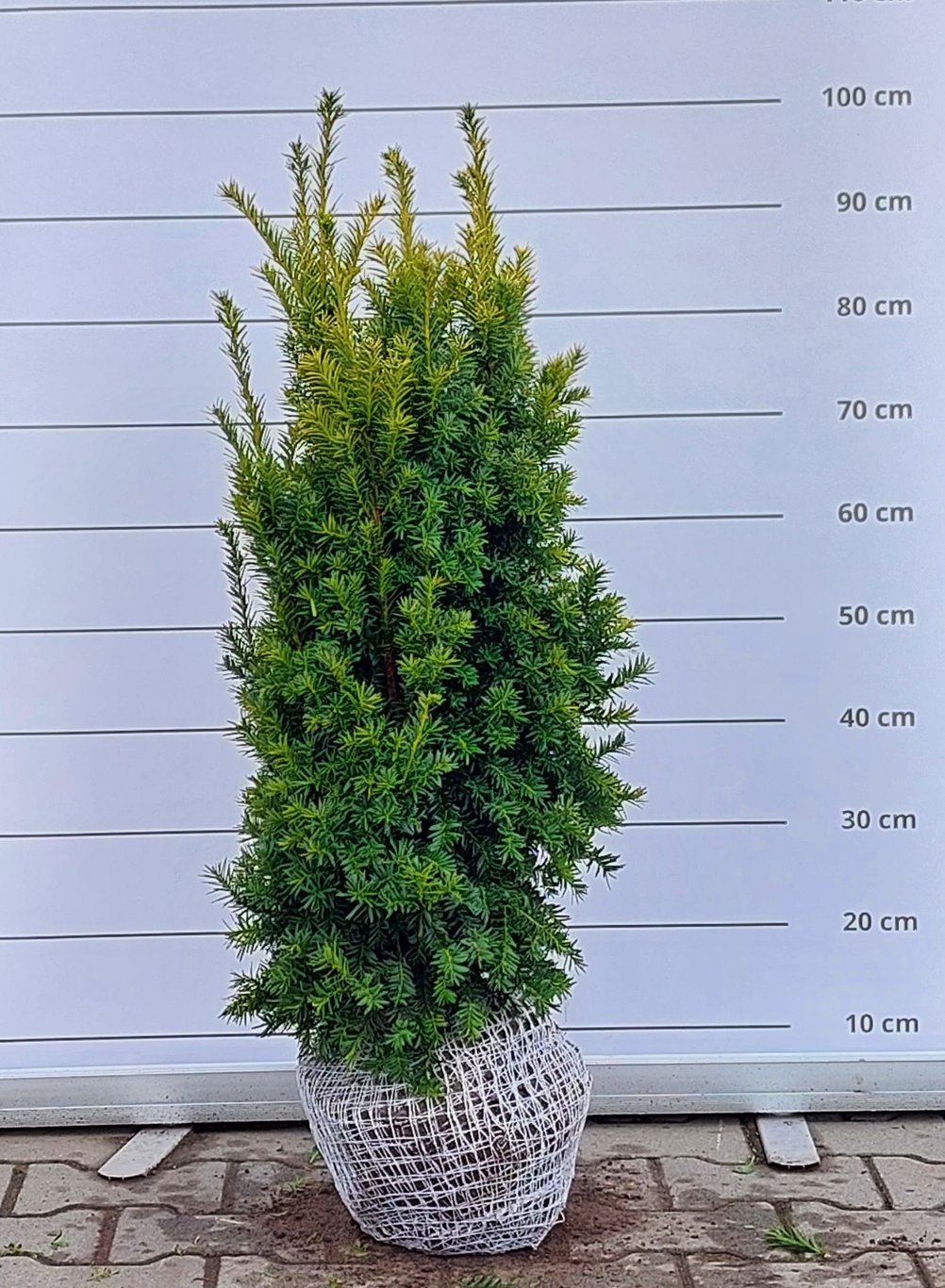 Taxus b. 'Judith' - 70-80 CM RB